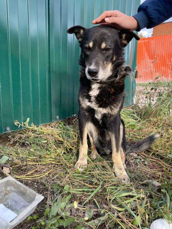 Собаки в Москве: Старичок Тео Мальчик, Бесплатно - фото 2