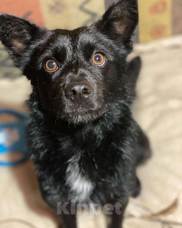 Собаки в Москве: Метис чихуахуа в добрые руки  Мальчик, 1 руб. - фото 2