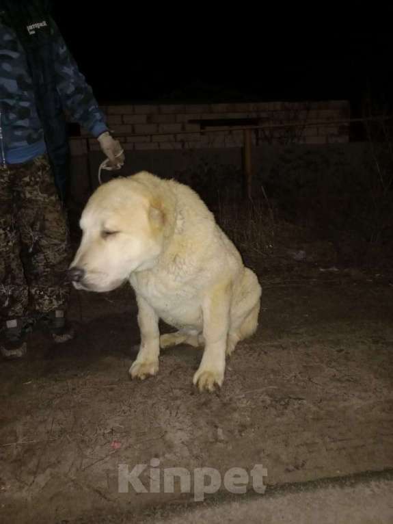 Собаки в Волгограде: щенок Мальчик, Бесплатно - фото 3