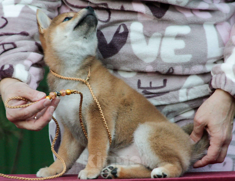 Собаки в других городах Ленинградской области: Шенок-сука сиба (шиба)-ину, готова к переезду Девочка, 70 000 руб. - фото 2