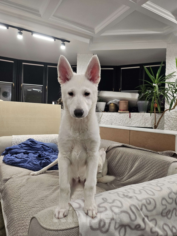 Собаки в Люберцах: Стоимость договорная Мальчик, 20 000 руб. - фото 9