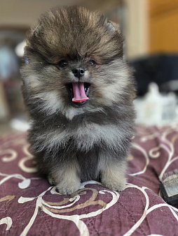Немецкий шпиц