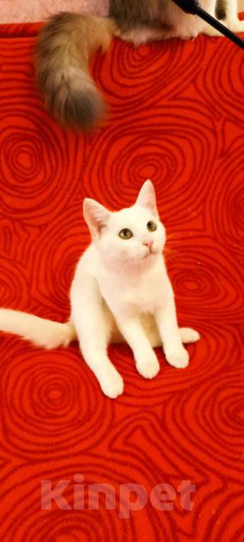 Кошки в Колпашево: Котёнок девочка Девочка, Бесплатно - фото 1