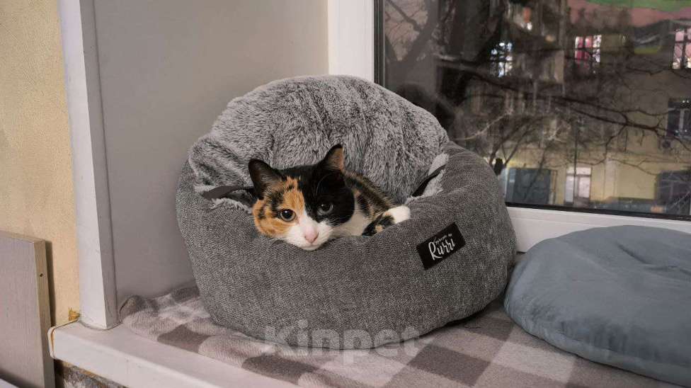 Кошки в Москве: Трёхцветная харизматичная Палитра Девочка, Бесплатно - фото 6