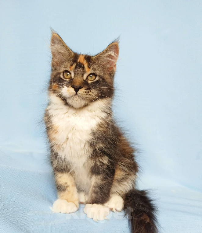 Кошки в Москве: Котята Мейн-Кун из питомника. Девочка Девочка, 45 000 руб. - фото 5