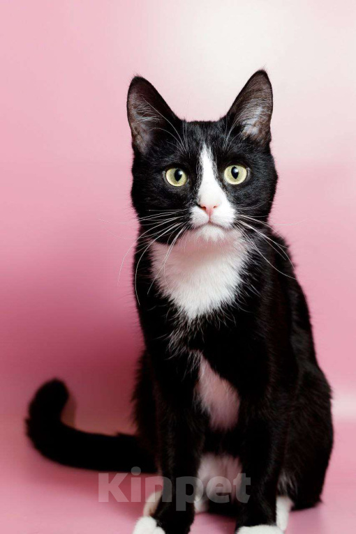 Кошки в Москве: Кот Шарик - обаяние во фраке  Мальчик, Бесплатно - фото 1