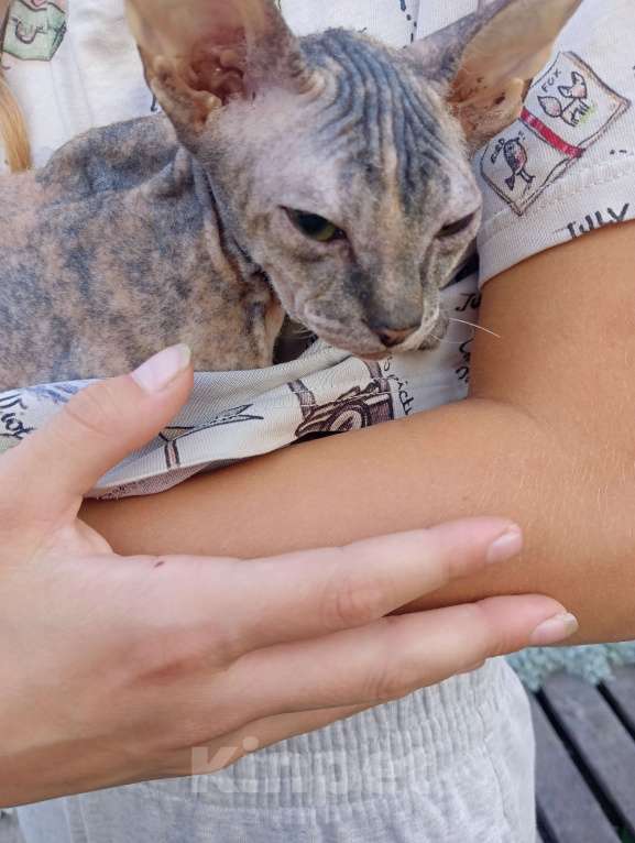 Кошки в Белгороде: Сфинкс черепашка флок Девочка, 7 000 руб. - фото 2