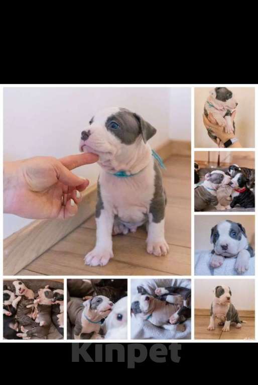 Собаки в Ивантеевке: Щенки от чемпионов Разнополые, 50 000 руб. - фото 2