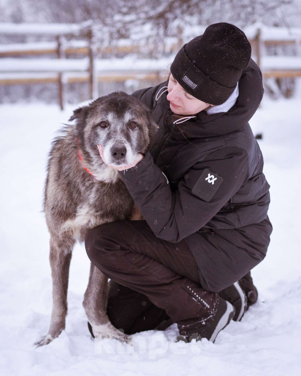 Собаки в Москве: Красивая и мудрая собака ищет дом Девочка, Бесплатно - фото 6