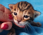 Кошки в Москве: Бенгальская девочка Девочка, 80 000 руб. - фото 2