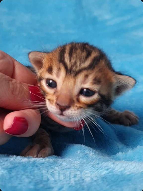 Кошки в Москве: Бенгальская девочка Девочка, 80 000 руб. - фото 2