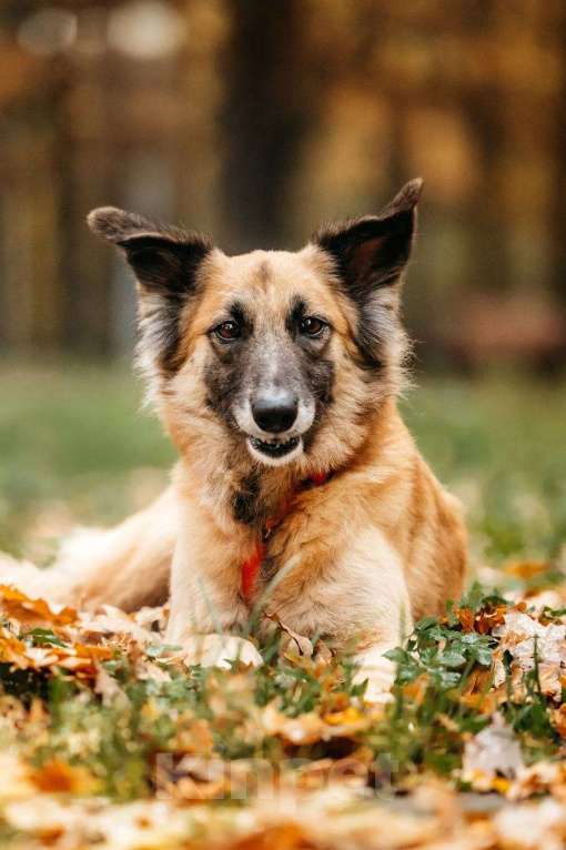 Собаки в Москве: Принцесса Сента в поиске дома! Девочка, Бесплатно - фото 5