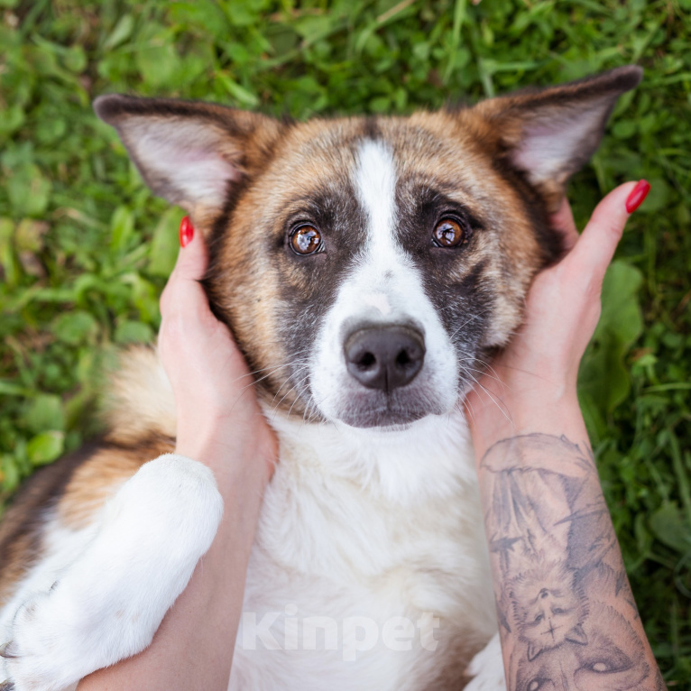 Собаки в Москве: Собака из приюта в добрые руки Девочка, Бесплатно - фото 2