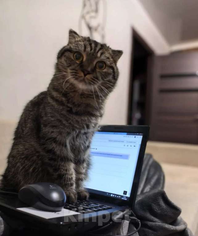 Кошки в Уфе: Отдадим умного доброго кота Степана в добрые руки Мальчик, 1 000 руб. - фото 2