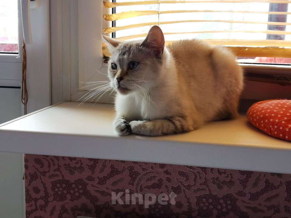 Кошки в Москве: Британские котята Девочка, 3 000 руб. - фото 2