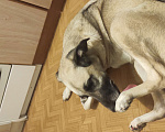 Собаки в Санкт-Петербурге: Отдам в добрые руки  Девочка, Бесплатно - фото 5