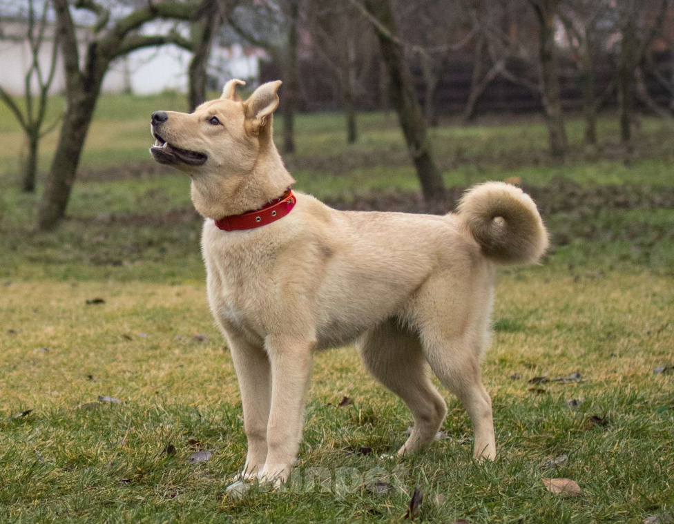 Собаки в Москве: Щенки бесплатно в Москве Девочка, Бесплатно - фото 5