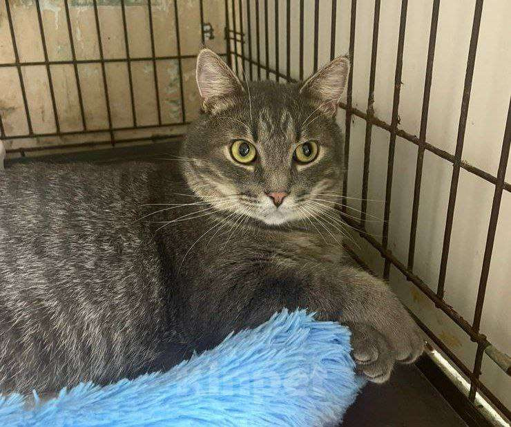 Кошки в Москве: Чудесный полосатик Капитолий ищет маму и папу Мальчик, Бесплатно - фото 9