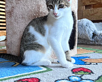 Кошки в Москве: Котенок Мия Девочка, Бесплатно - фото 6