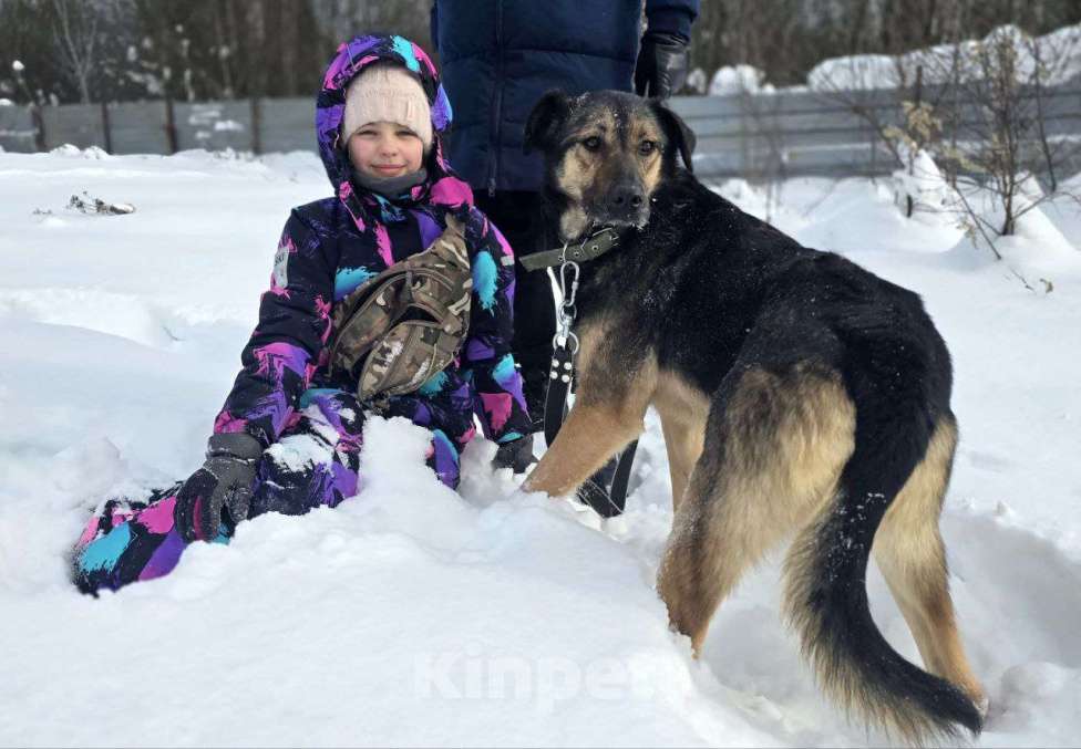 Собаки в Королеве: Малышка Кафа ищет дом и любящуюсемью Девочка, Бесплатно - фото 6