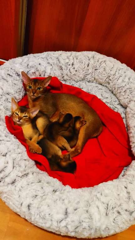 Кошки в Москве: Шикарные абиссинские котята питомника «ELDAMAR» Мальчик, 100 000 руб. - фото 2