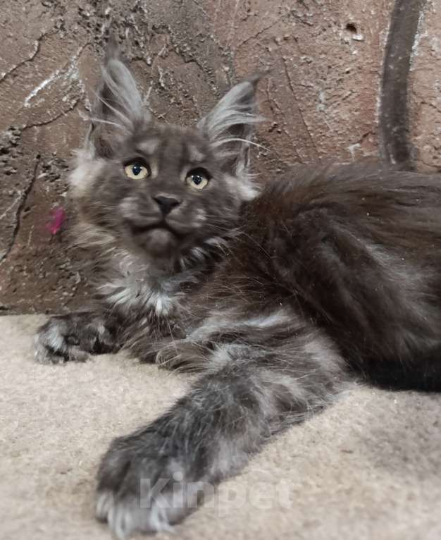 Кошки в Екатеринбурге: Котята Мейн Кун классика и полидакты Мальчик, Бесплатно - фото 3