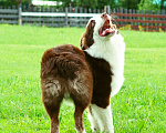 Собаки в Екатеринбурге: Австралийская овчарка - мальчики Мальчик, 45 000 руб. - фото 3