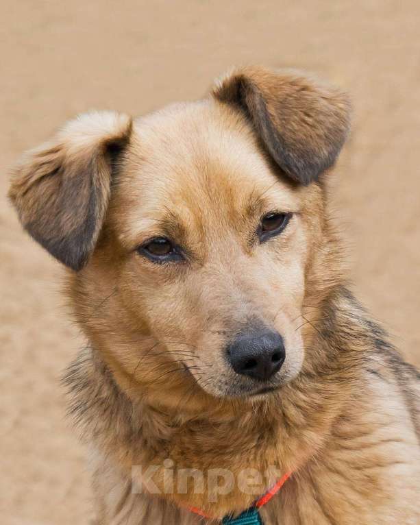 Собаки в других городах Московской области: Нила ищет семью Девочка, Бесплатно - фото 2