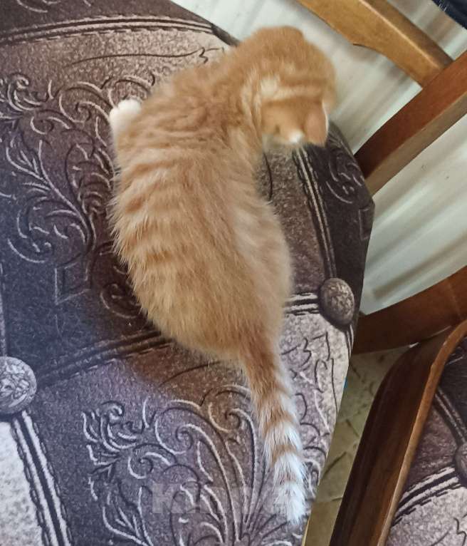 Кошки в Санкт-Петербурге:  Вислоухая рыжая девочка Девочка, 5 000 руб. - фото 3