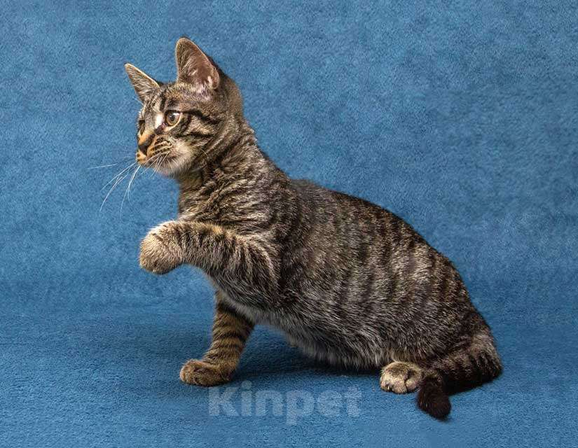 Кошки в Москве: Ласковый и нежный малыш Тигрик ищет дом и любящее сердце  Мальчик, 10 руб. - фото 8