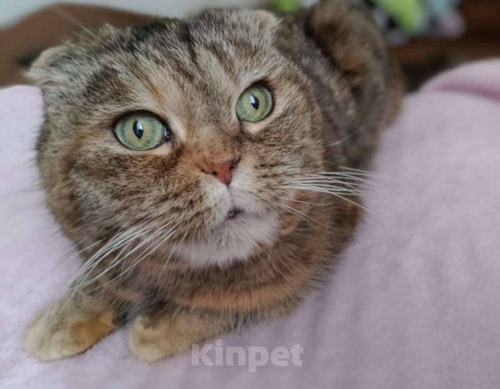 Кошки в Москве: Мия, 4.5 года, метис шотландской вислоухой Девочка, Бесплатно - фото 1