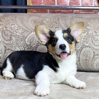 Щенки вельш-корги кардиган