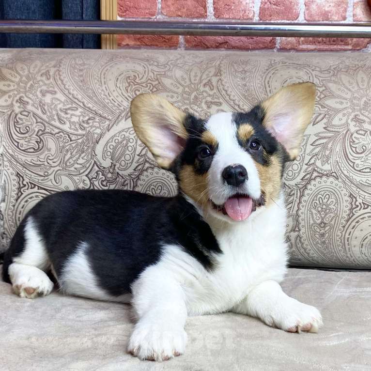 Собаки в Москве: Щенки вельш-корги кардиган Мальчик, 35 000 руб. - фото 1