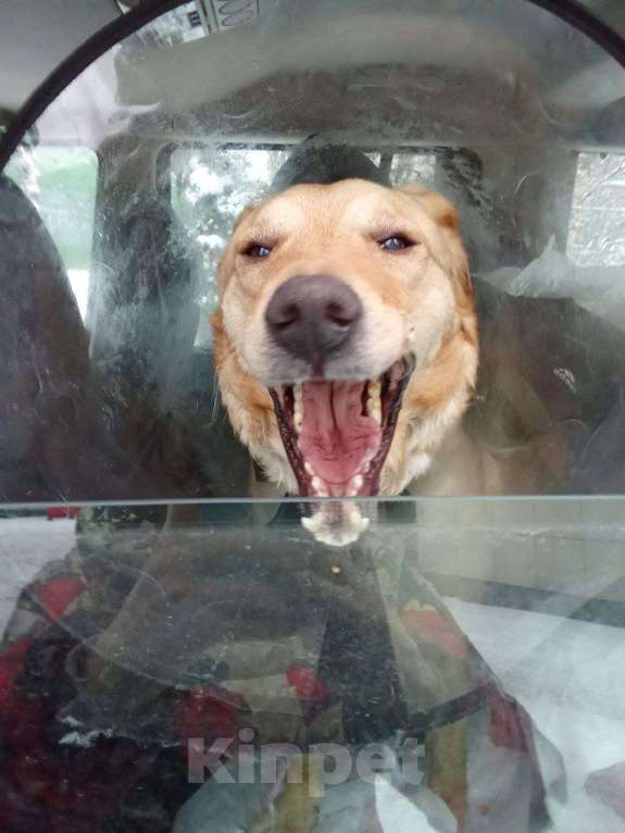 Собаки в Москве: Метис лабрадора Оскар в добрые руки Мальчик, Бесплатно - фото 3