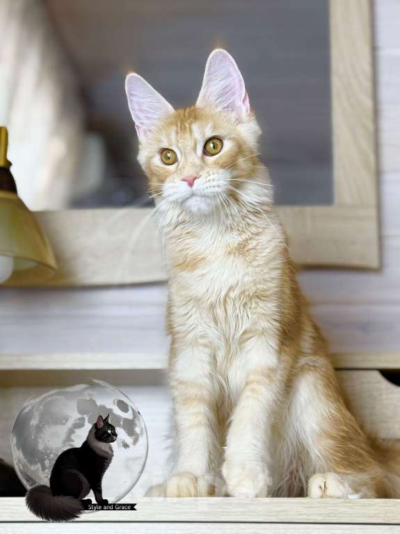 Кошки в других городах Московской области: 🧡Фиона🧡 Девочка, 45 000 руб. - фото 2