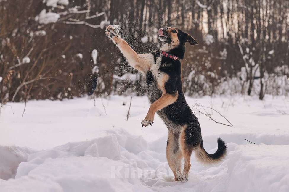Собаки в Москве: Трогательная милашка Шаби в поиске любящих родителей! Девочка, Бесплатно - фото 5