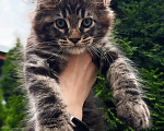 Кошки в Краснодаре: Котенок мейн кун Мальчик, 75 000 руб. - фото 3