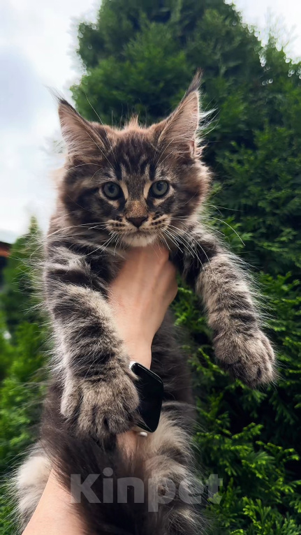 Кошки в Краснодаре: Котенок мейн кун Мальчик, 75 000 руб. - фото 3
