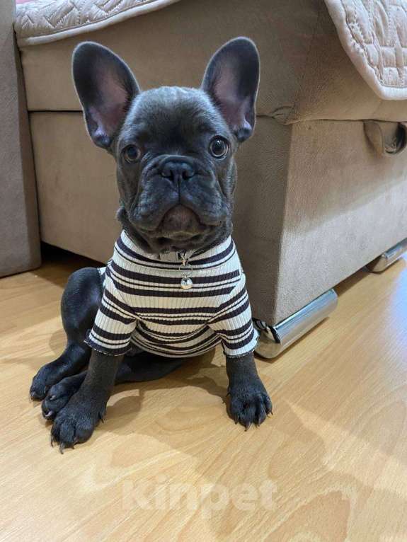 Собаки в Новочебоксарске: Щенок французского бульдога Голубой окрас Мальчик, 100 000 руб. - фото 2