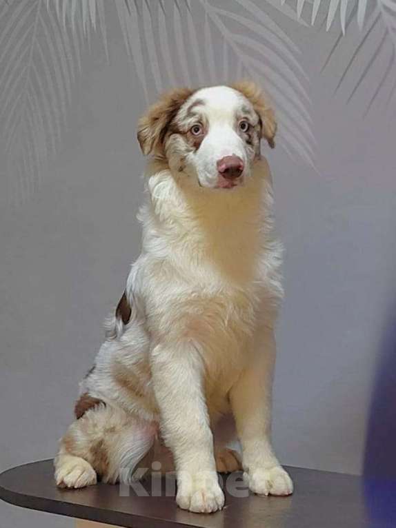 Собаки в Новосибирске: Щенок австралийской овчарки Мальчик, 120 000 руб. - фото 2