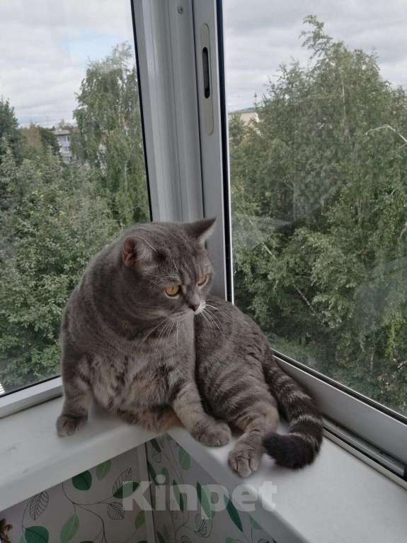 Кошки в Туле: Обаятельный британец Мальчик, Бесплатно - фото 1