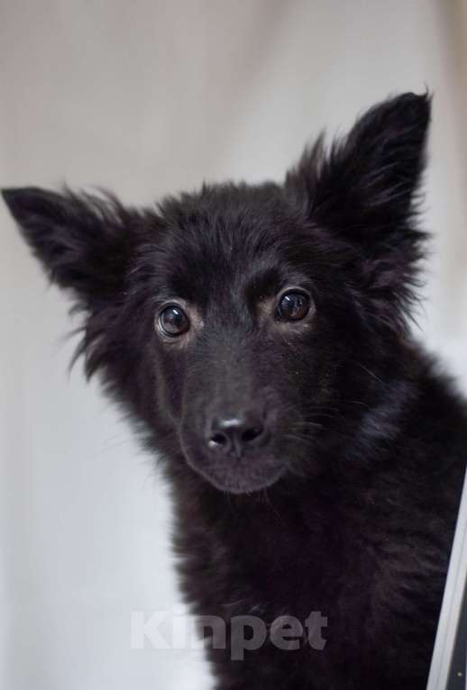 Собаки в Ногинске: Ищет дом маленький лисенок с обворожительным взглядом! Мальчик, Бесплатно - фото 1