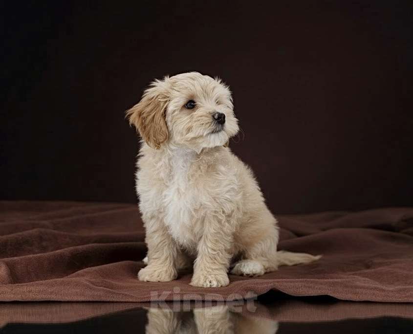 Собаки в Иркутске: Мальтипу f1 мальчики Мальчик, 75 000 руб. - фото 4