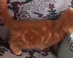 Кошки в Пскове: Шотландские котята Девочка, 15 000 руб. - фото 8