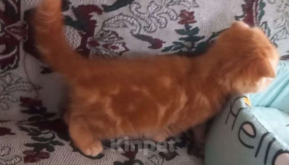 Кошки в Пскове: Шотландские котята Девочка, 15 000 руб. - фото 8