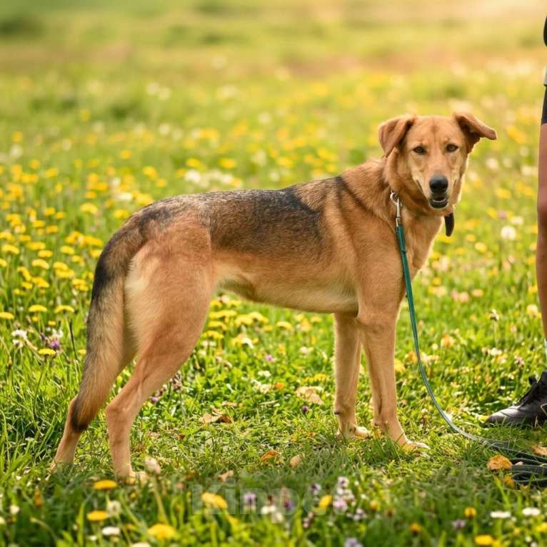 Собаки в Москве: собака из приюта Афина в добрые руки Девочка, Бесплатно - фото 9