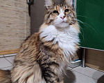 Кошки в Малмыже: Чистокровная кошечка мейн-кун., 20 000 руб. - фото 1