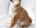 Собаки в Сургуте: Брутальные щенки Мальчик, 80 000 руб. - фото 6
