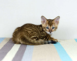 Кошки в Гатчине: Котята породы тойгер Девочка, Бесплатно - фото 2