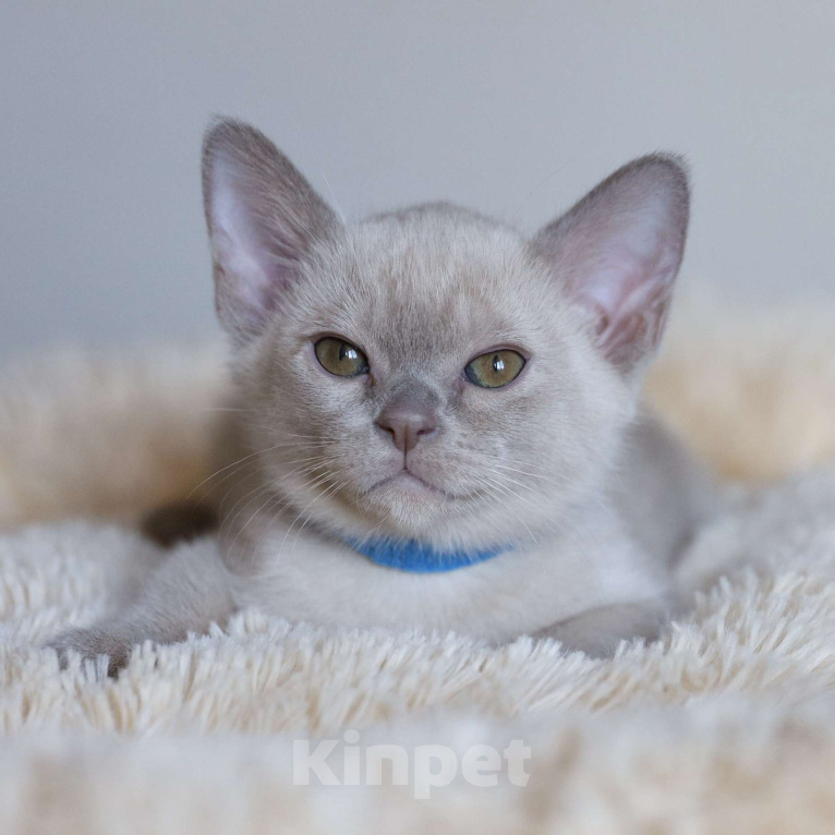 Кошки в Москве: Котята европейской бурмы Мальчик, Бесплатно - фото 1